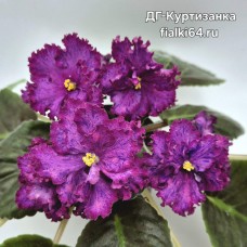 ДГ-Куртизанка (Дегтяревы)